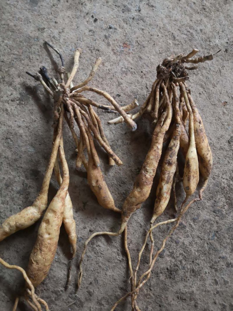 广西红花对叶百部分株苗，生长快，成活好，分株苗