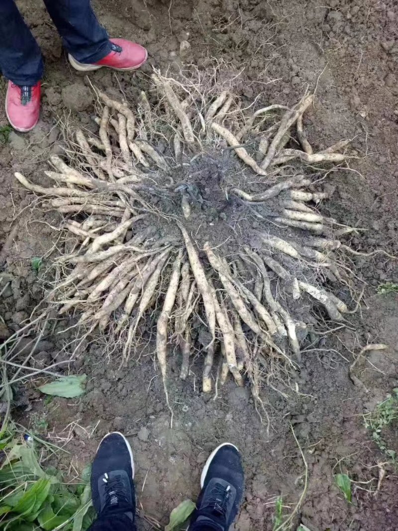 广西红花对叶百部分株苗，生长快，成活好，分株苗
