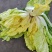 黄心白菜7斤以上毛菜，黄心，无苔，无烧心，全国代发