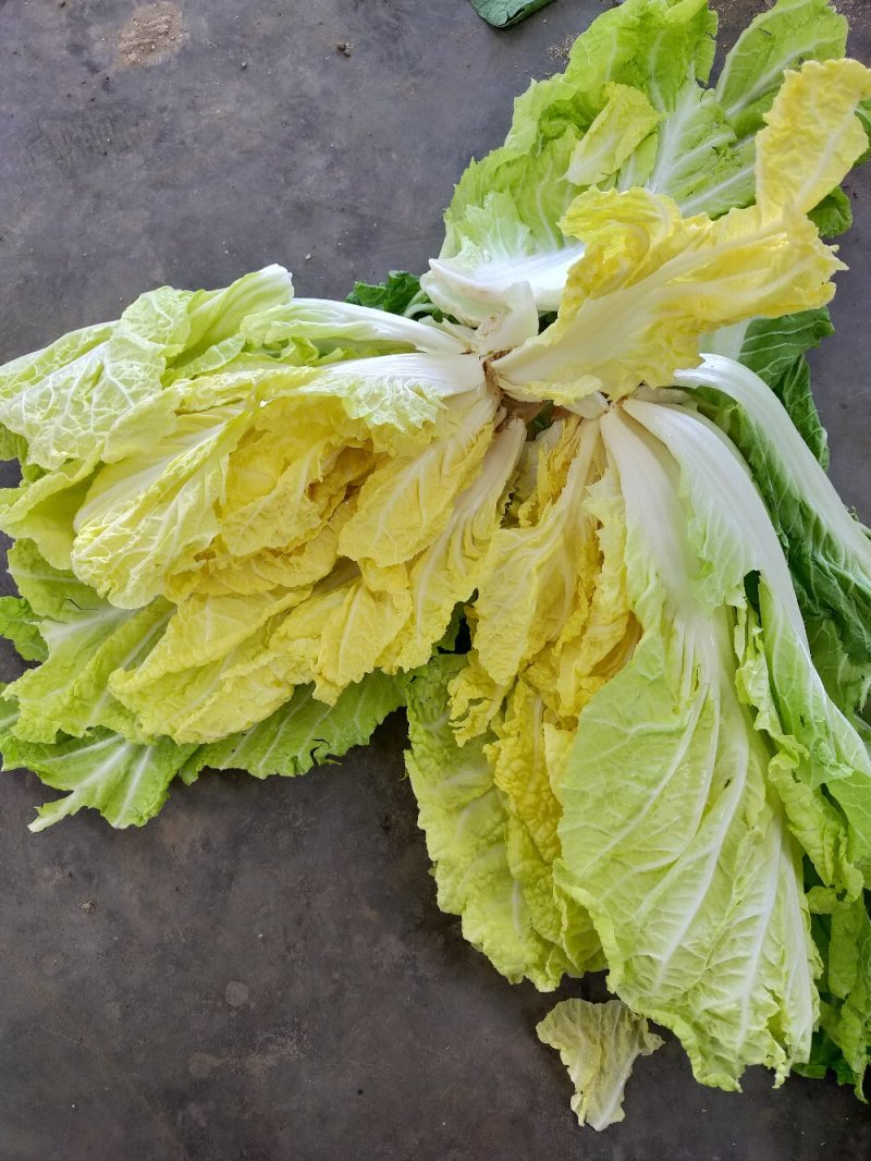黄心白菜7斤以上毛菜，黄心，无苔，无烧心，全国代发