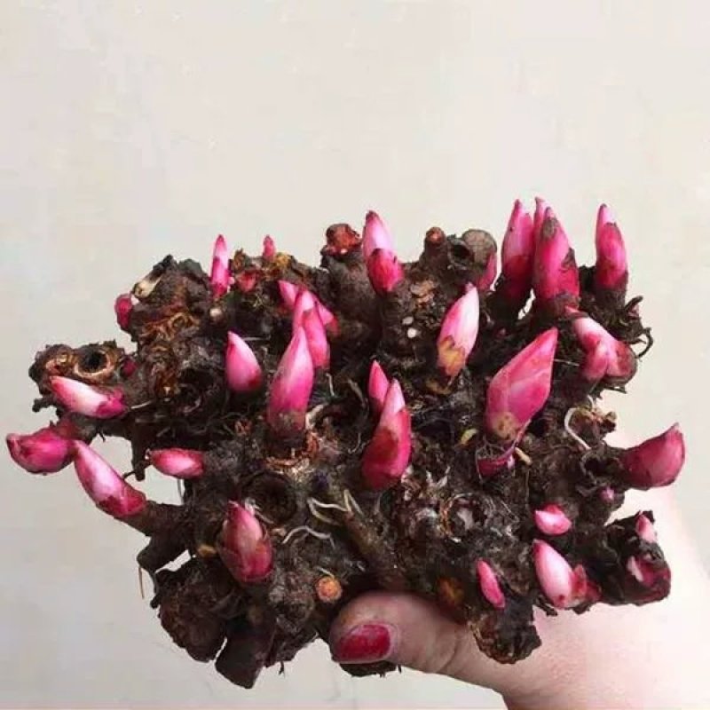 芍药根多年生花卉盆栽根茎庭院地栽植物芍药花苗带芽芍药