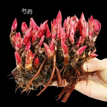 芍药根多年生花卉盆栽根茎庭院地栽植物芍药花苗带芽芍药