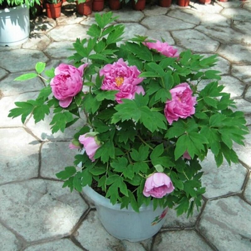 芍药根多年生花卉盆栽根茎庭院地栽植物芍药花苗带芽芍药