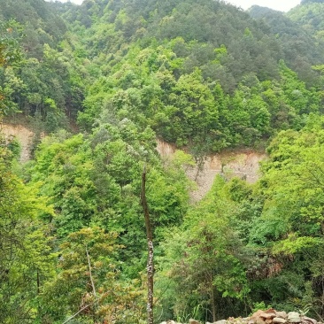 原木