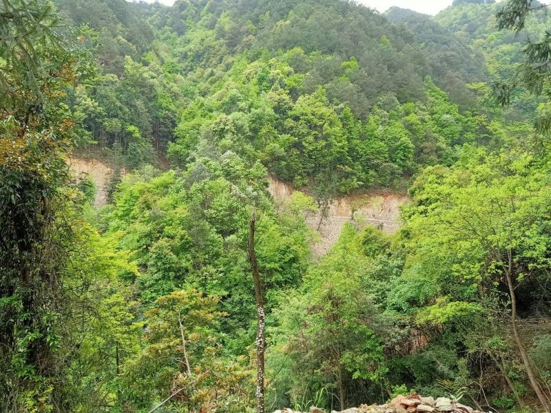 原木