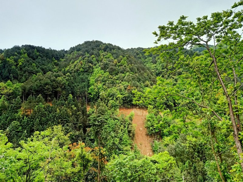 原木