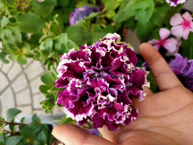 重瓣多色矮牵牛重瓣矮牵牛花期长