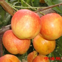 中油8号桃苗，保质保量，包技术，成活率高