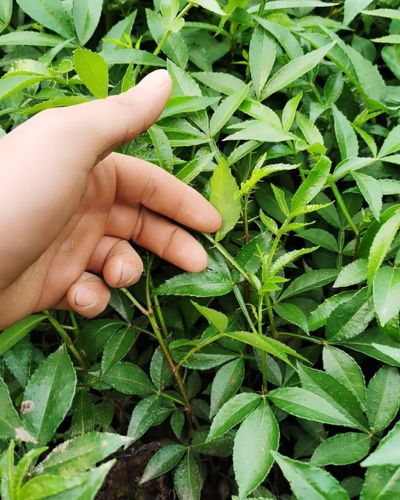 正宗江津九叶青花椒苗眉山藤椒苗天之椒营养杯苗裸根苗