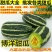 【博洋9号甜瓜】大量上市口感脆甜大荔县发货欢迎下单