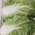 精品大白菜！毛菜六到八斤！质量好！价格合理！货源充足！