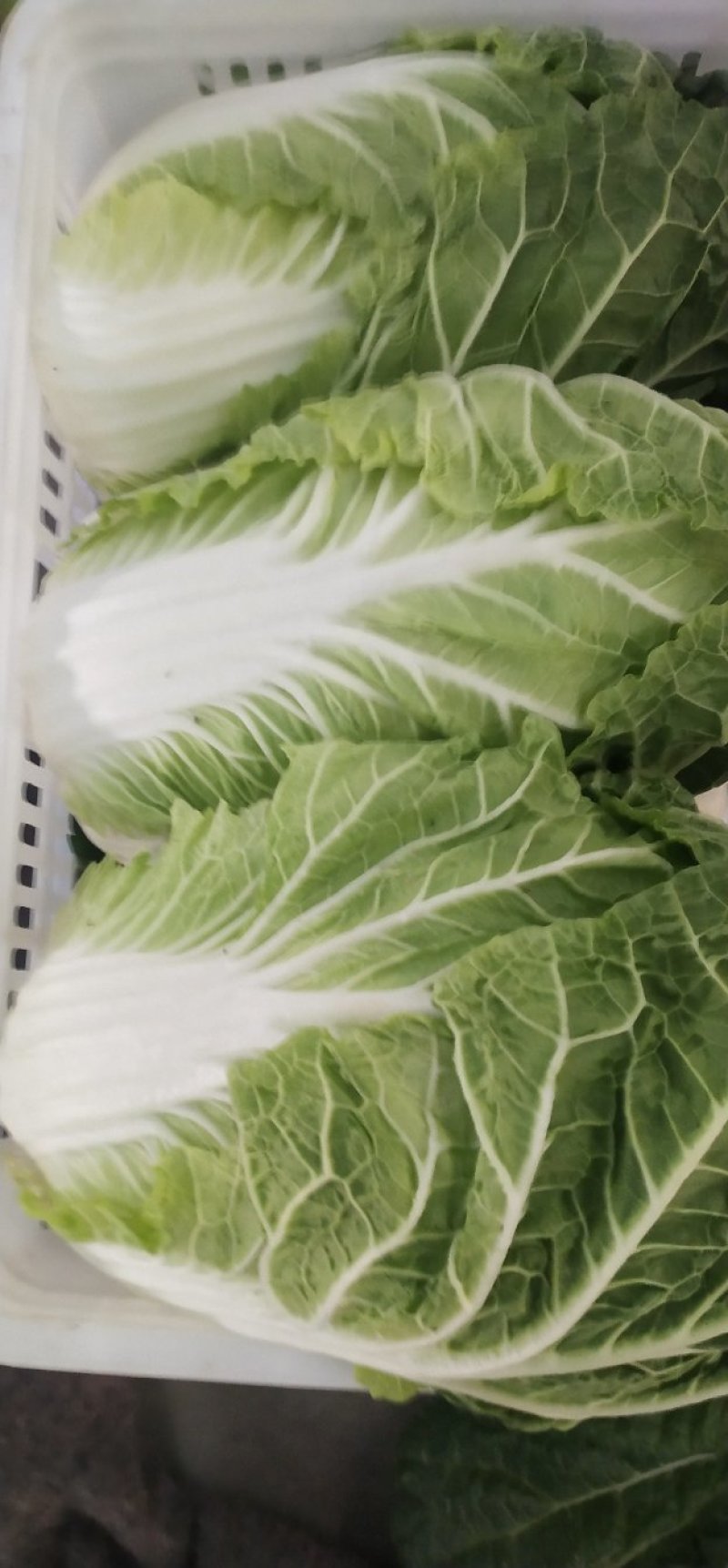 精品大白菜！毛菜六到八斤！质量好！价格合理！货源充足！