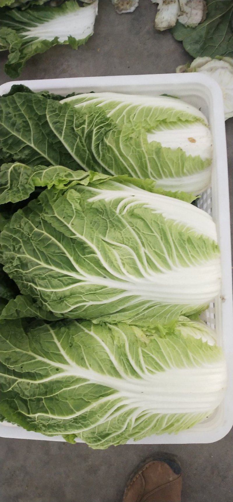 精品大白菜！毛菜六到八斤！质量好！价格合理！货源充足！