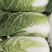 精品大白菜！毛菜六到八斤！质量好！价格合理！货源充足！