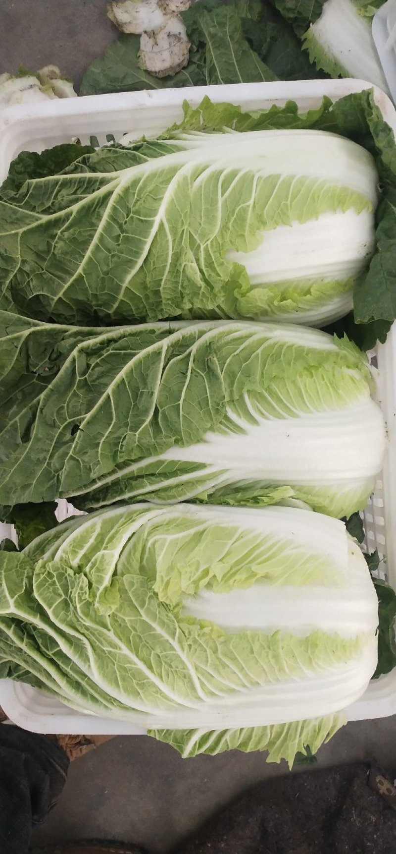 精品大白菜！毛菜六到八斤！质量好！价格合理！货源充足！