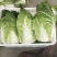 精品大白菜！毛菜六到八斤！质量好！价格合理！货源充足！