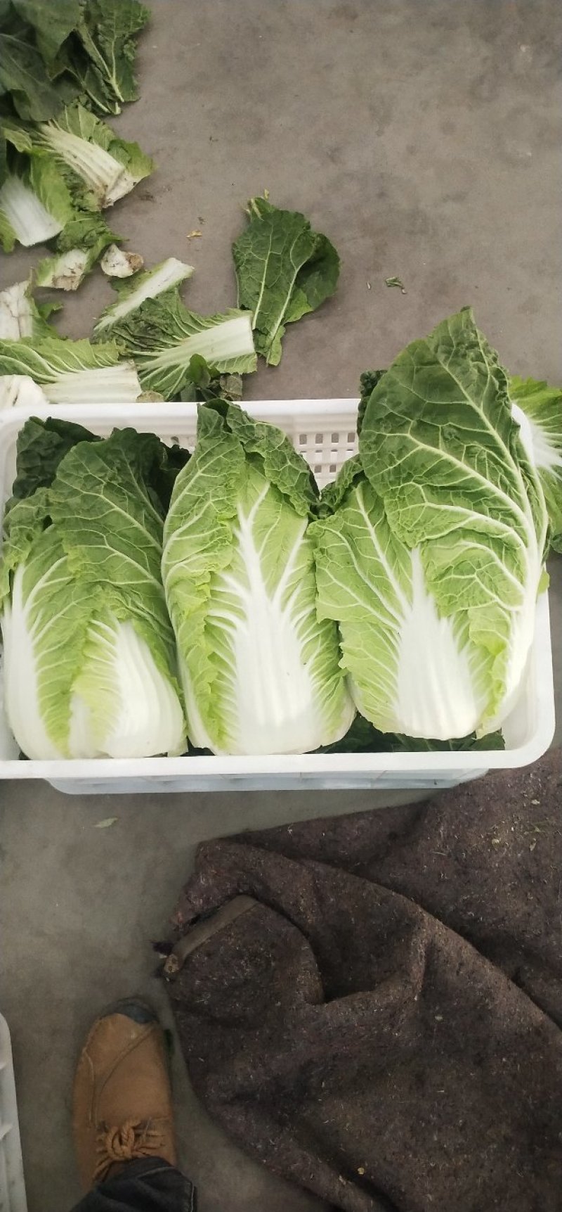 精品大白菜！毛菜六到八斤！质量好！价格合理！货源充足！