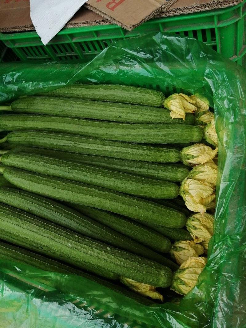【新鲜上市】丝瓜，长度40一70厘米欢迎老板前来咨询