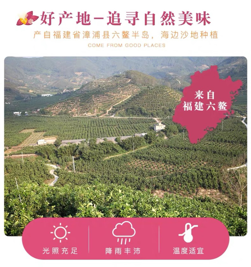 一件代发包邮六鳌蜜薯，坏果包赔