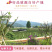 一件代发包邮六鳌蜜薯，坏果包赔