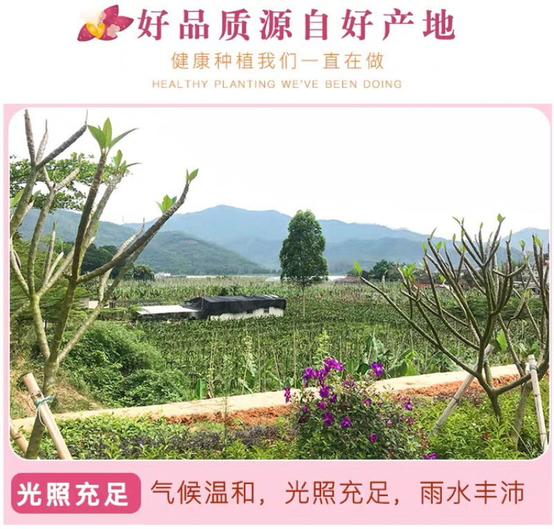 一件代发包邮六鳌蜜薯，坏果包赔