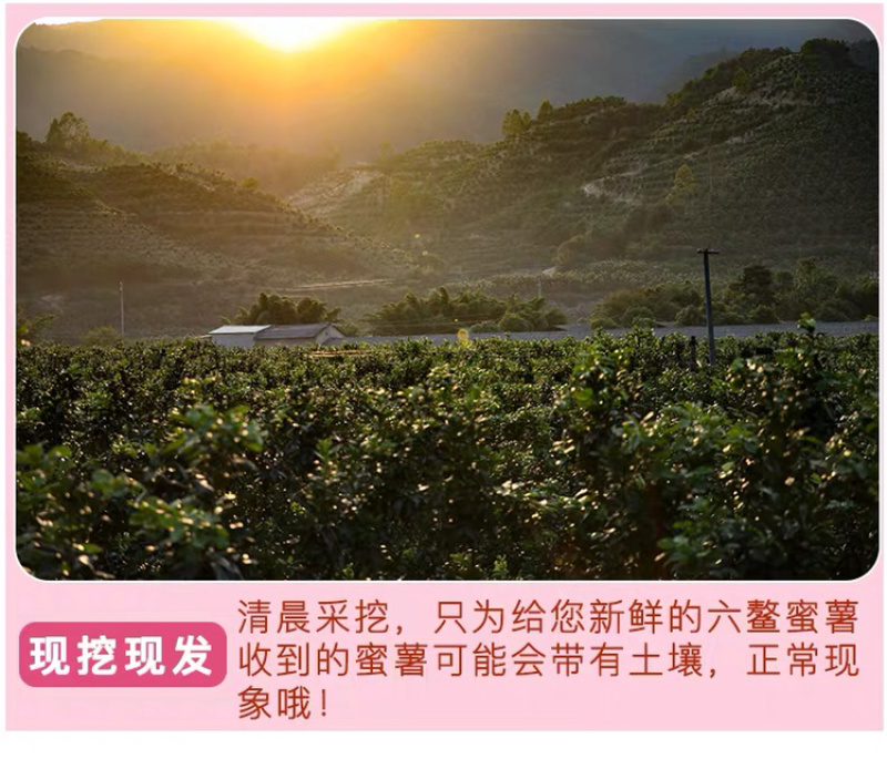 一件代发包邮六鳌蜜薯，坏果包赔