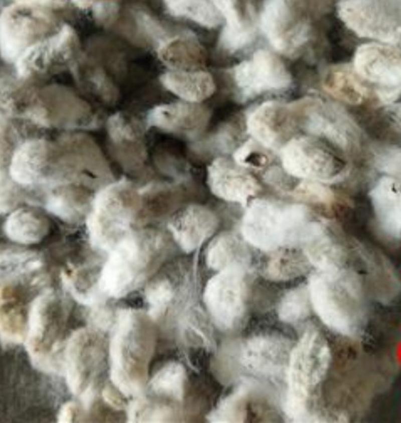 棉花种子，产地直供，新疆带毛棉花质优价实，品质保证一公斤
