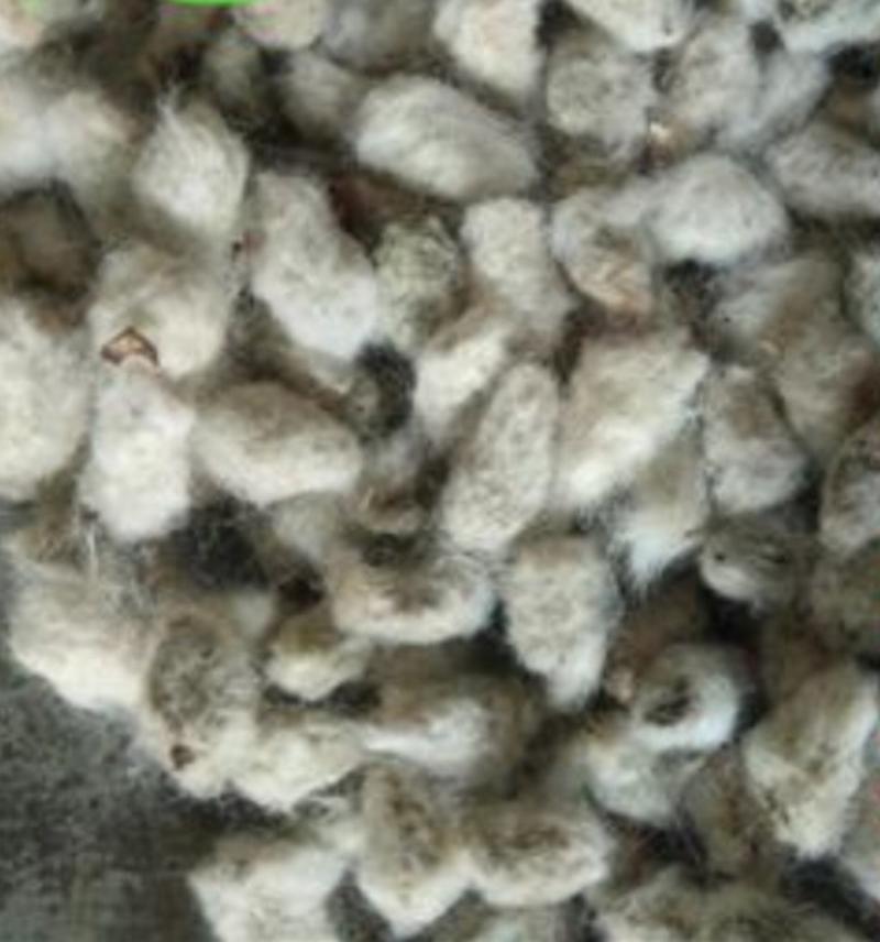 棉花种子，产地直供，新疆带毛棉花质优价实，品质保证一公斤