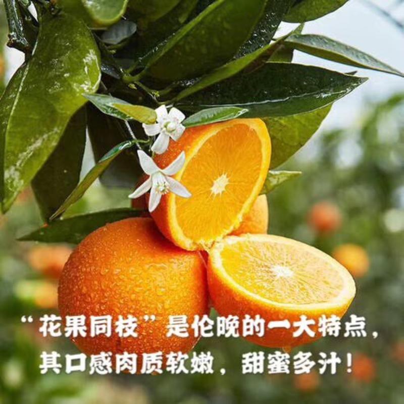 秭归脐橙一手货源果园订货批发零售一件代发一年四季盛脐橙