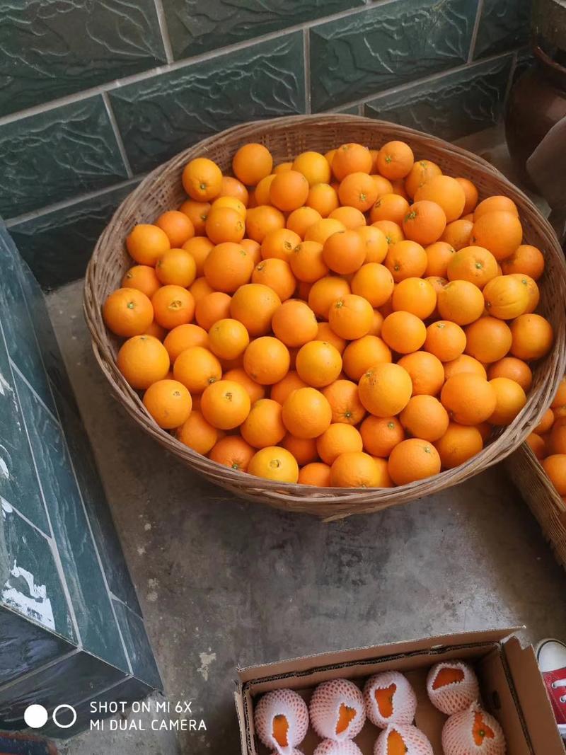 秭归脐橙一手货源果园订货批发零售一件代发一年四季盛脐橙