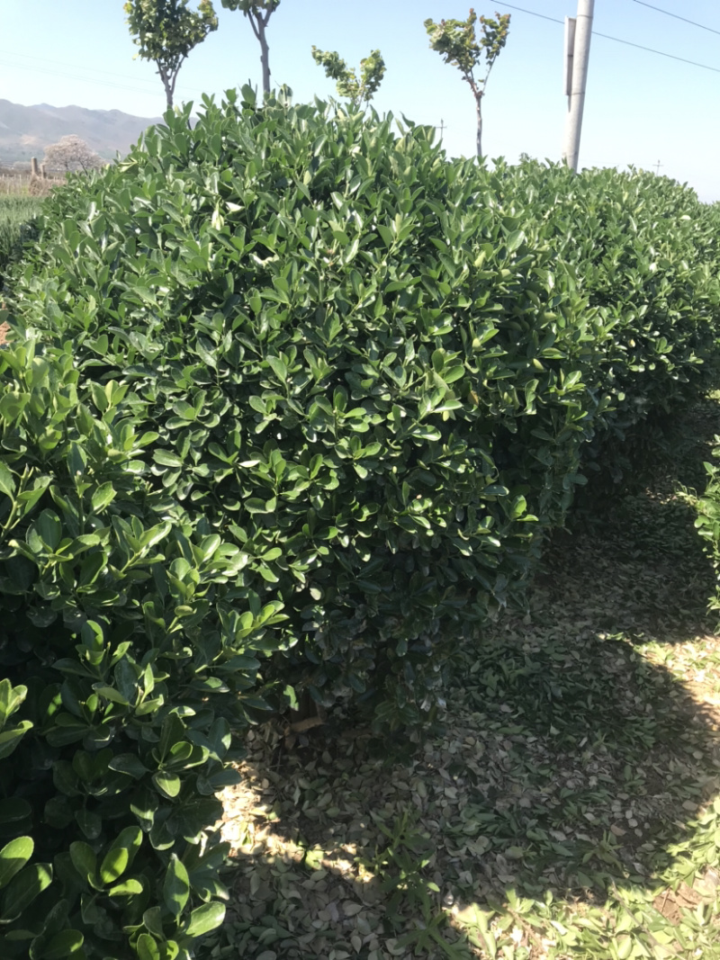 万亩黄杨基地……各种规格价优..大量出售