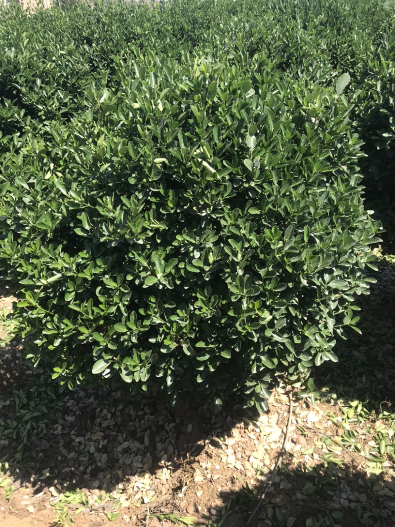 万亩黄杨基地……各种规格价优..大量出售