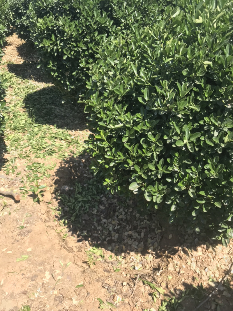 万亩黄杨基地……各种规格价优..大量出售
