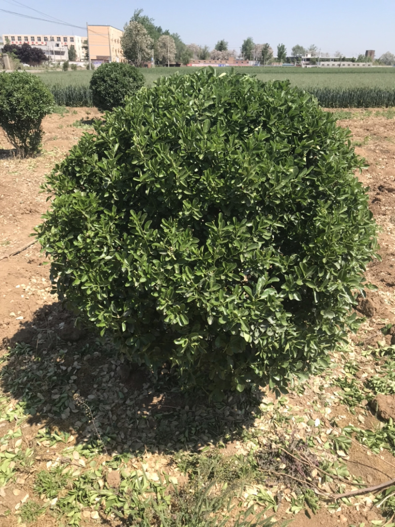 万亩黄杨基地……各种规格价优..大量出售