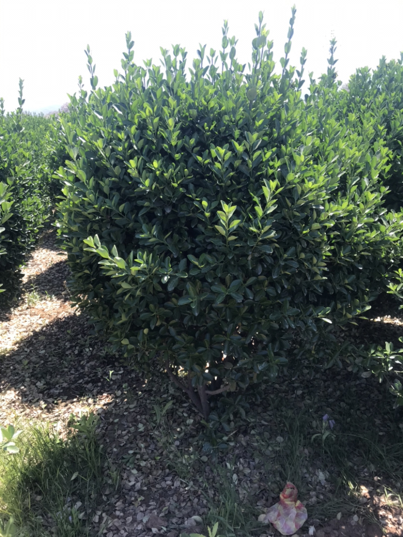 万亩黄杨基地……各种规格价优..大量出售