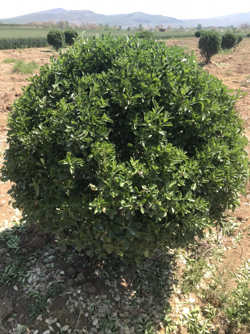 万亩黄杨基地……各种规格价优..大量出售