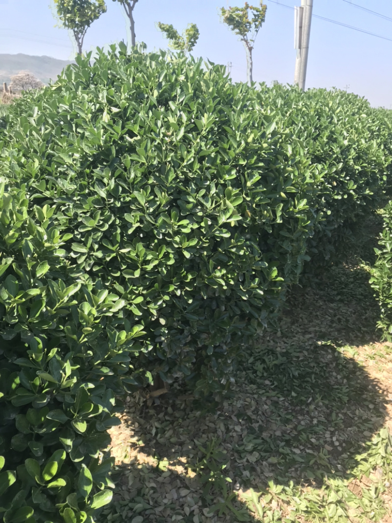 万亩黄杨基地……各种规格价优..大量出售