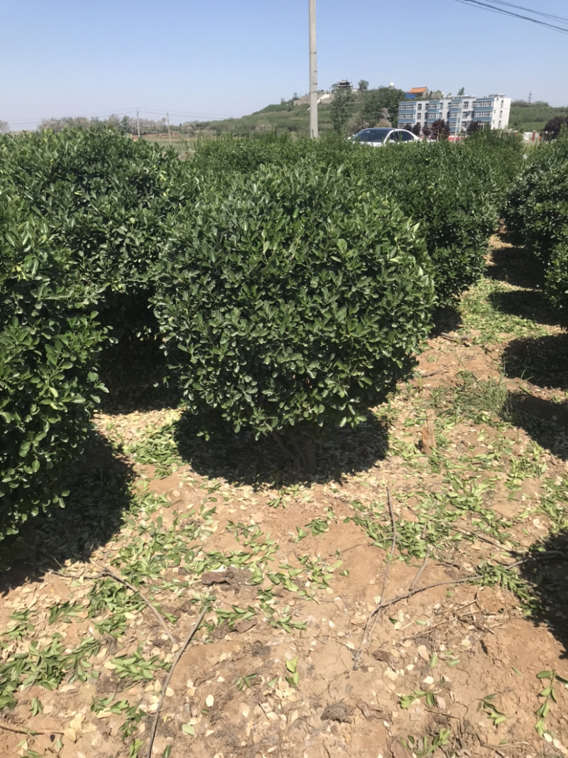 万亩黄杨基地……各种规格价优..大量出售