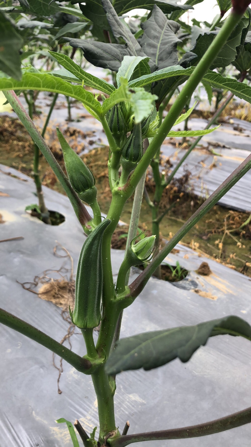 新鲜黄秋葵