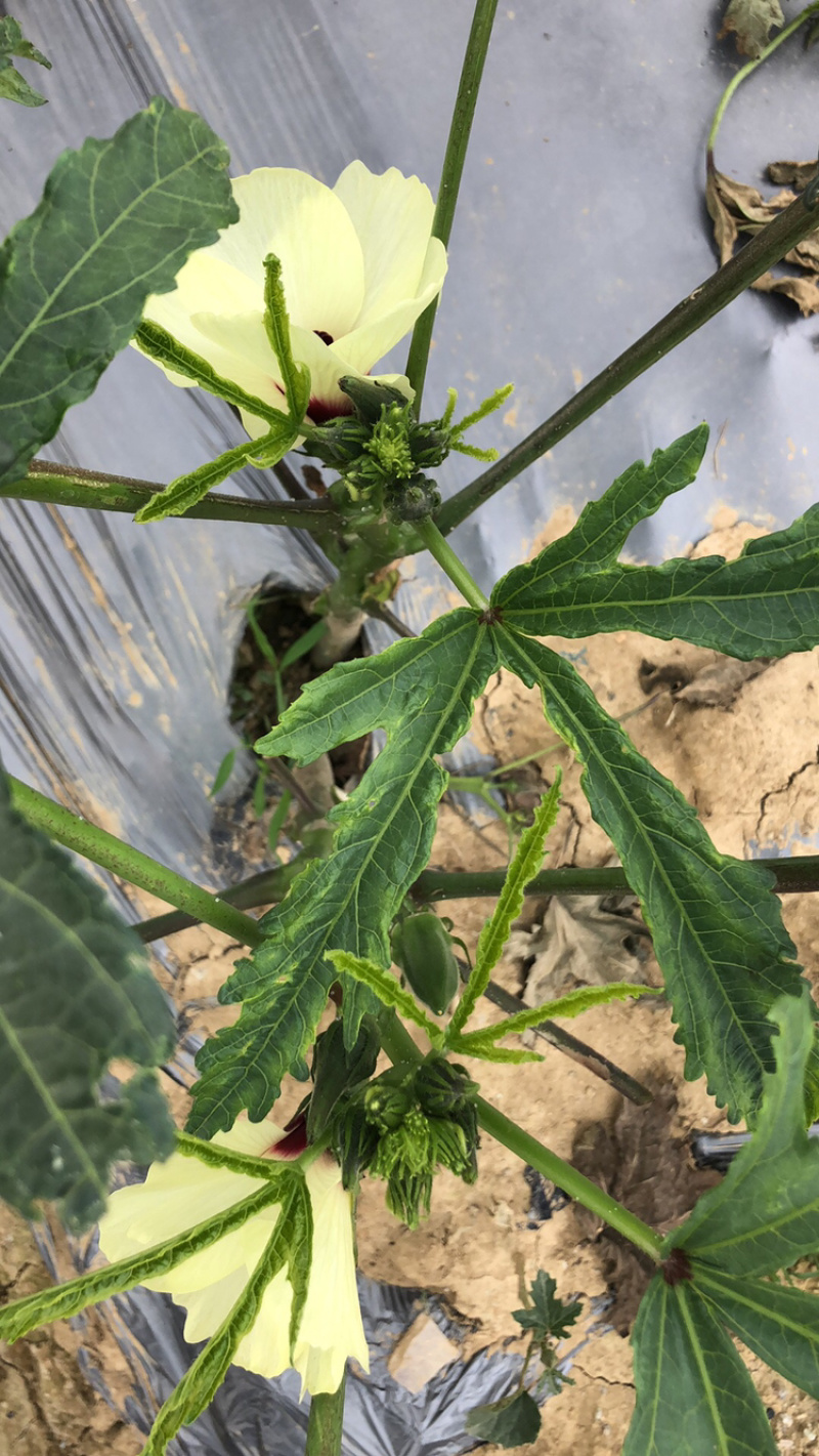 新鲜黄秋葵