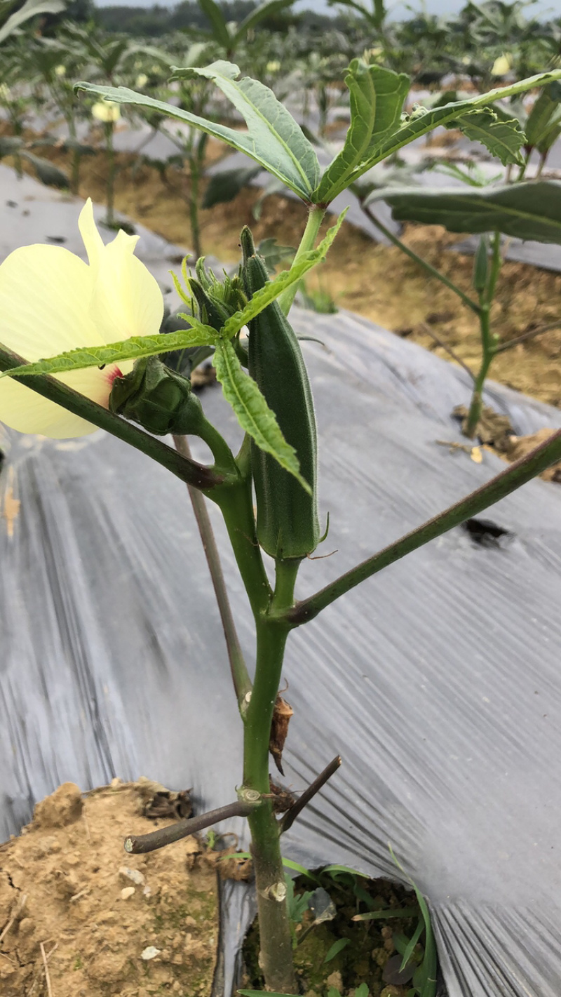 新鲜黄秋葵