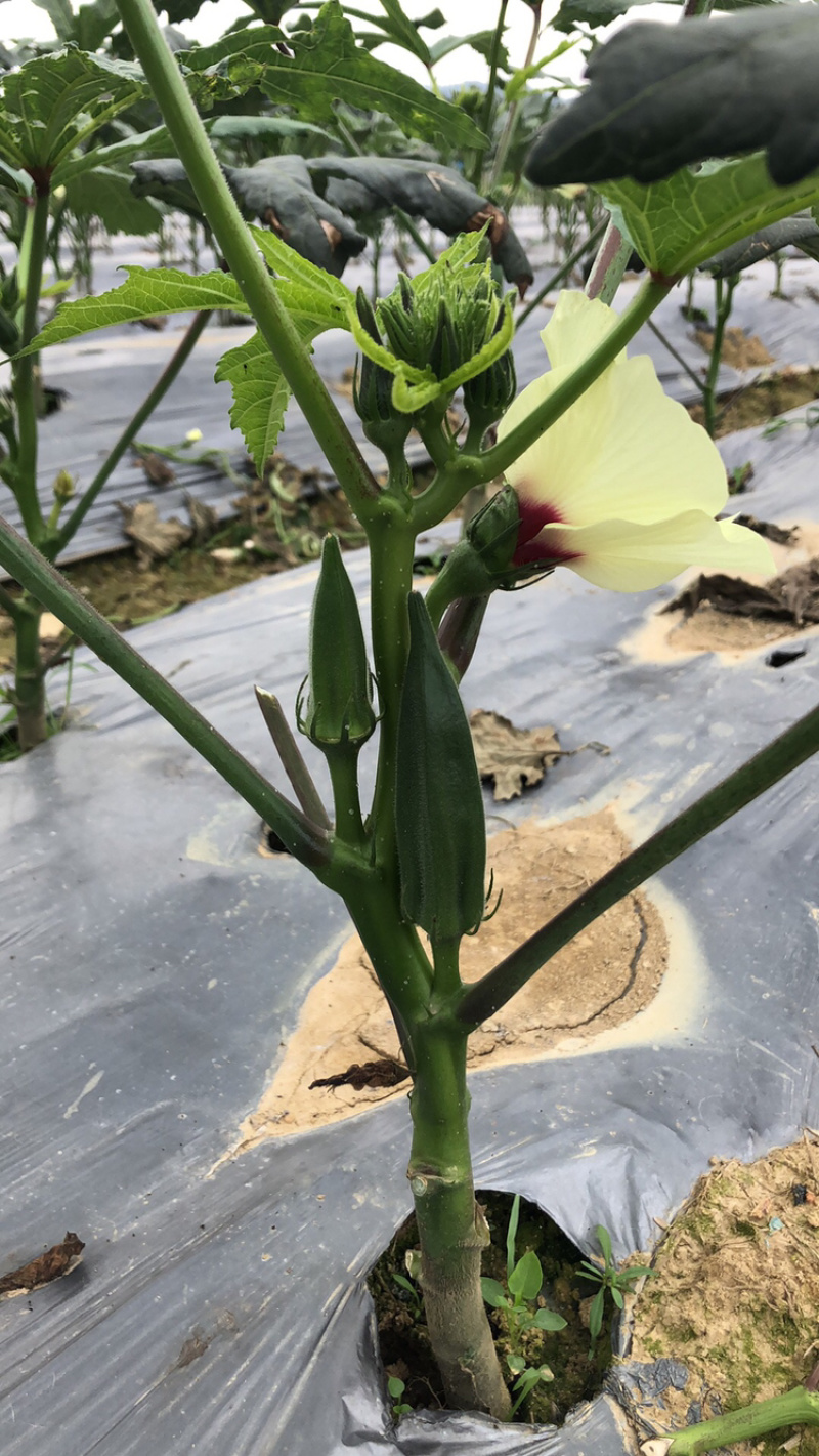 新鲜黄秋葵