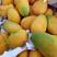 芒果，海南芒果，口感香甜，产地对接不入市场。