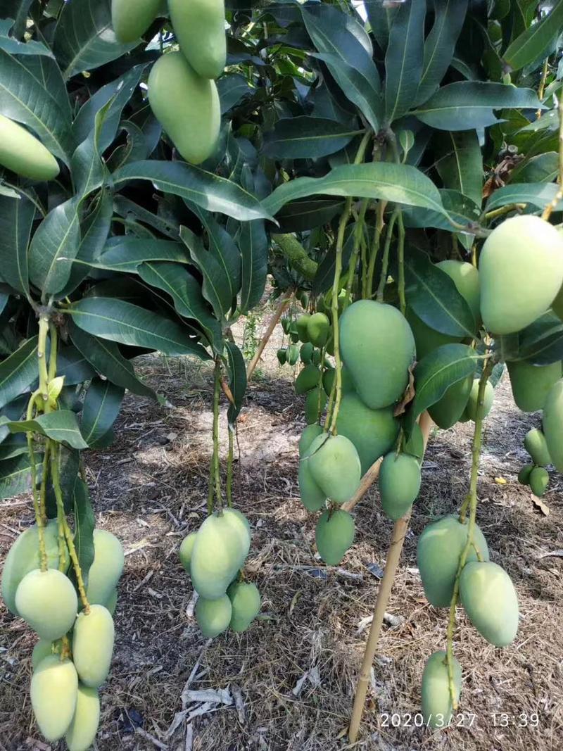 芒果，海南芒果，口感香甜，产地对接不入市场。
