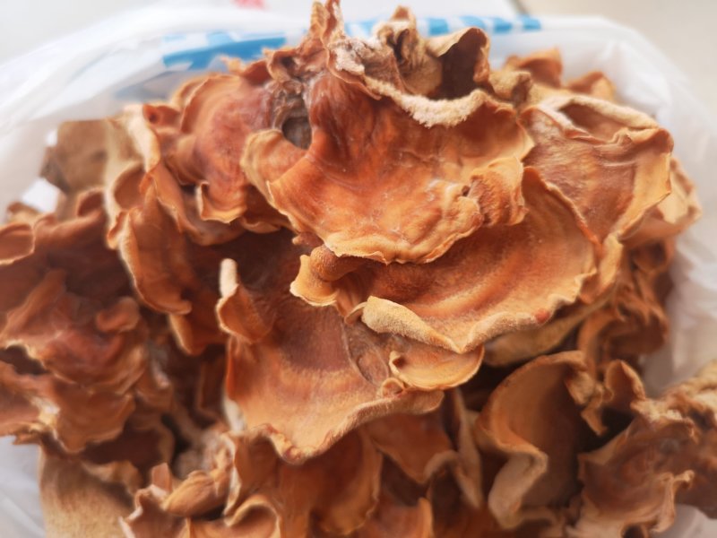 【量大价优】榆耳产地直销食用菌当季新货品种齐全