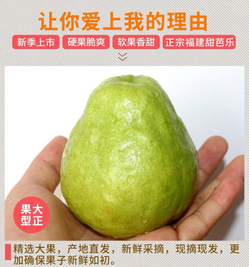 一件代发包邮福建漳州红心芭乐，坏果包赔