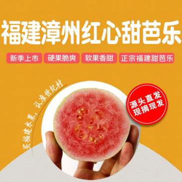 一件代发包邮福建漳州红心芭乐，坏果包赔
