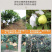 一件代发包邮福建漳州红心芭乐，坏果包赔
