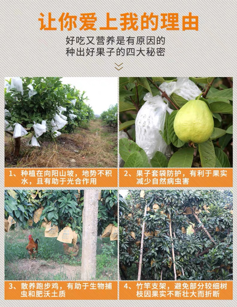 一件代发包邮福建漳州红心芭乐，坏果包赔