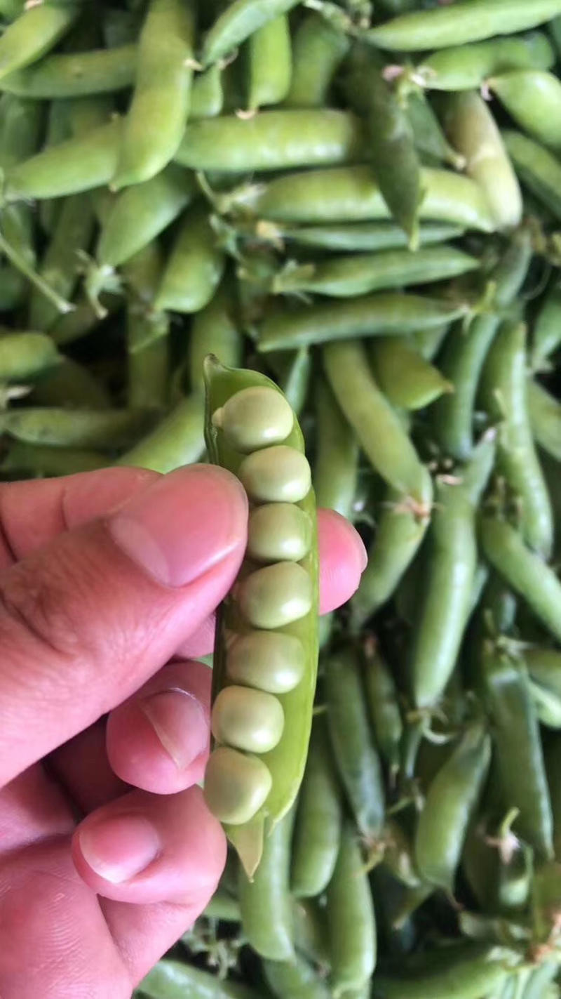 豌豆湖北精品豌豆荚现大量上市产地直发保质保量